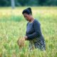 Seorang ibu warga Desa Rawang panca Arga, Kec Rawang panca Arga, Kab Asahan sedang mengutip padi yang tertinggal di sawah saat musim panen. Foto direkam belum lama ini. Waspada/Sapriadi