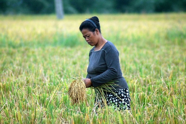 Seorang ibu warga Desa Rawang panca Arga, Kec Rawang panca Arga, Kab Asahan sedang mengutip padi yang tertinggal di sawah saat musim panen. Foto direkam belum lama ini. Waspada/Sapriadi