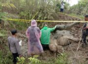 BKSDA Aceh Lakukan Nekropsi, ‘Lilik’ Mati Dibantai Gajah Liar