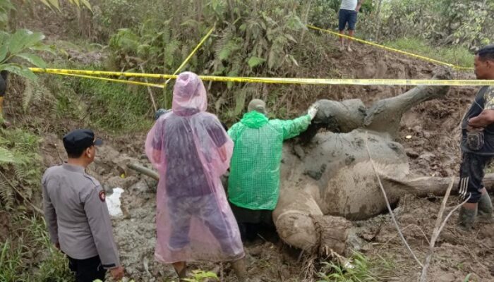 BKSDA Aceh Lakukan Nekropsi, ‘Lilik’ Mati Dibantai Gajah Liar