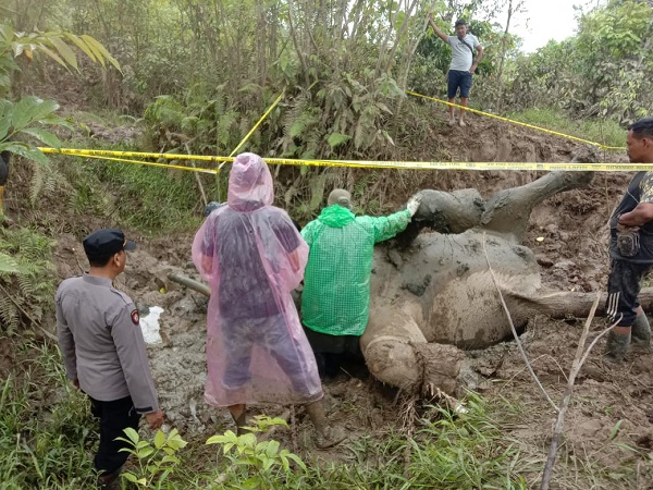 NEKROPSI: Drh Rosa Rika Wahyuni, bersama petugas lainnya melakukan nekropsi terhadap bangkai gajah Lilik yang mati akibat diserang gajah liar sekitar 100 meter dari CRU Serbajadi di Gampong Bunin, Kab. Aceh Timur, Senin (26/12). Waspada/Ist.