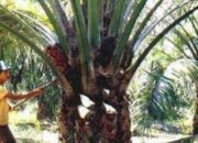 Ekspor Sawit Beri Kontribusi Ke Negara Sebesar Rp20 Triliun&nbsp;