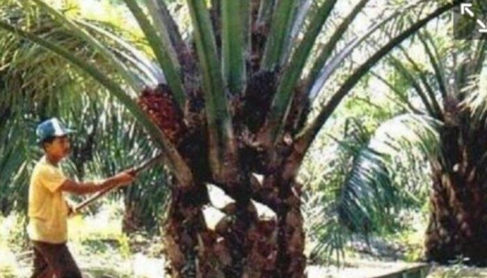 Ekspor Sawit Beri Kontribusi Ke Negara Sebesar Rp20 Triliun 