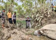 Pasca Terbunuhnya Lilik, BKSDA Tata Gajah Jinak Di Aceh