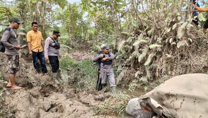 Pasca Terbunuhnya Lilik, BKSDA Tata Gajah Jinak Di Aceh