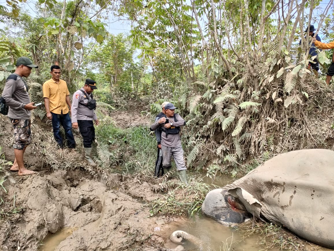 Pasca Terbunuhnya Lilik, BKSDA Tata Gajah Jinak Di Aceh