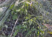 Harimau Sumatera Lepas Dari Perangkap Belum Ditemukan Di Agara