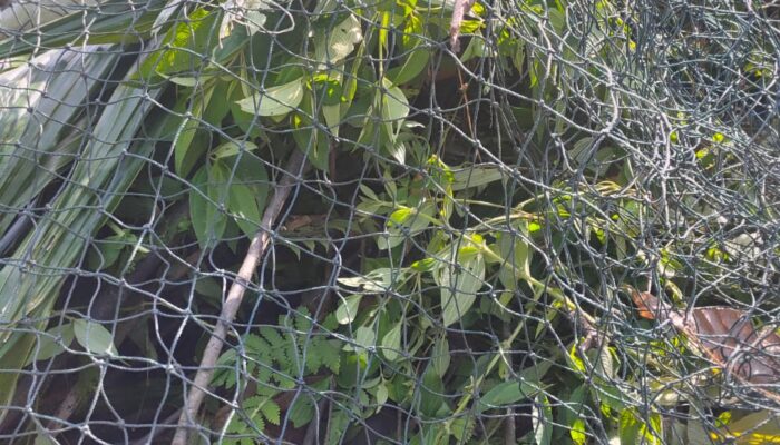 Harimau Sumatera Lepas Dari Perangkap Belum Ditemukan Di Agara