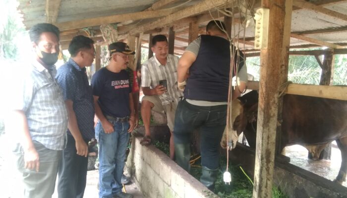 Kasus Matinya Ternak Di Hutaraja Tinggi Mendapat Perhatian Serius