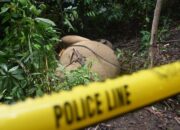 Gading Gajah Yang Hilang Di Agara Masih Jadi Misteri