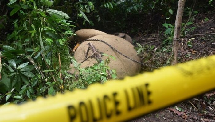 Gading Gajah Yang Hilang Di Agara Masih Jadi Misteri