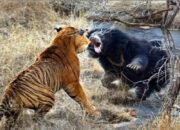 Madina, Harimau Dan Beruang