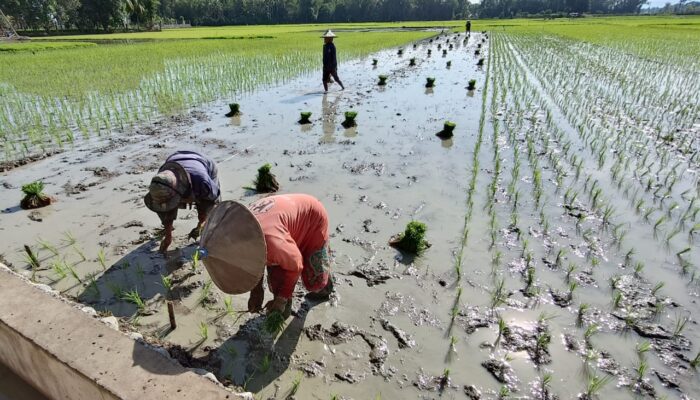 Pengerjaan Proyek Irigasi Baro Raya Lamban