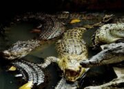 Banyak Buaya Muncul, Warga Batahan Resah