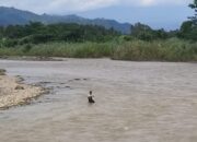 Muhammad Rasoki, Bertaruh Nyawa Menggantungkan Hidup Di Sungai Batang Toru