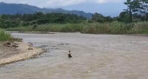 Muhammad Rasoki, Bertaruh Nyawa Menggantungkan Hidup Di Sungai Batang Toru