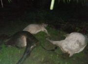 16 Ekor Lembu Mati Disambar Petir