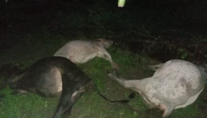 16 Ekor Lembu Mati Disambar Petir