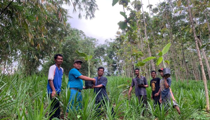 Empowerment Masyarakat yang Terdampak Pembangunan Waduk Jatigede, Bio Farma kembangkan Budidaya Pisang