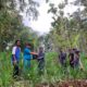 Empowerment Masyarakat yang Terdampak Pembangunan Waduk Jatigede, Bio Farma kembangkan Budidaya Pisang