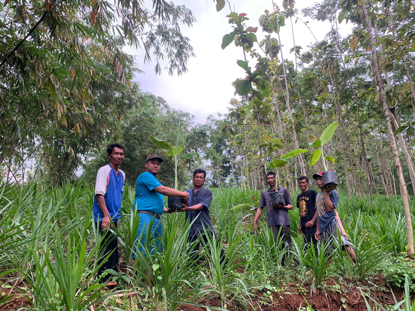 Empowerment Masyarakat yang Terdampak Pembangunan Waduk Jatigede, Bio Farma kembangkan Budidaya Pisang