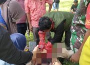 Dinas Peternakan Provsu Ambil Sampel Darah Dan Organ Ternak Terserang Virus
