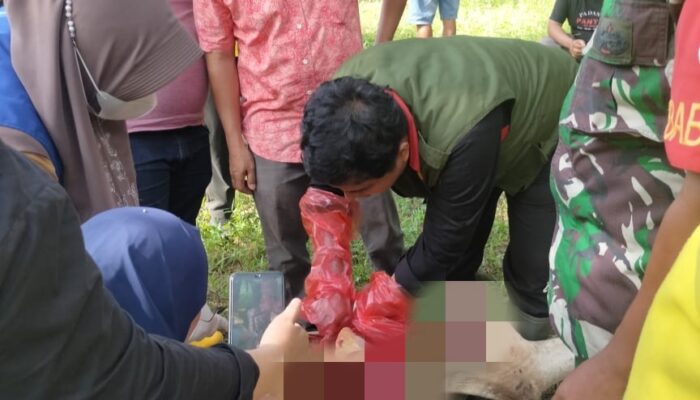 Dinas Peternakan Provsu Ambil Sampel Darah Dan Organ Ternak Terserang Virus