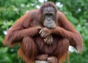 Orang Utan