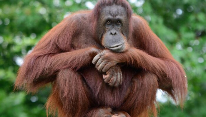 <strong>Orang Utan</strong>