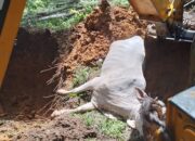 Ratusan Ternak Mati Di Hutaraja Tinggi, Diduga Terserang Virus SE