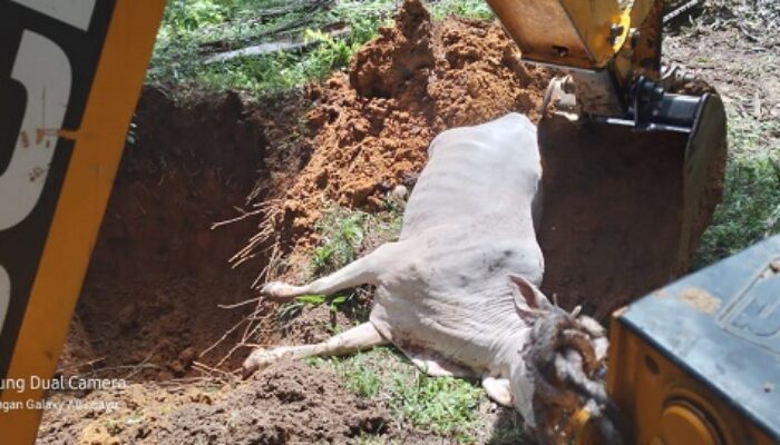 Ratusan Ternak Mati Di Hutaraja Tinggi, Diduga Terserang Virus SE