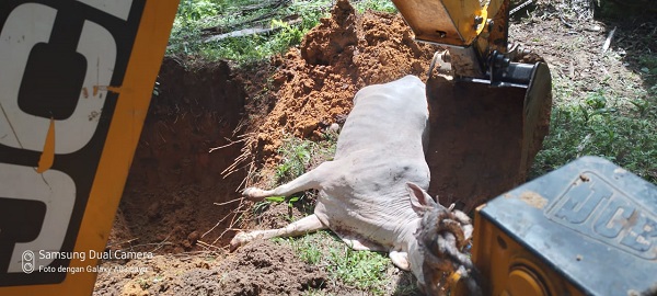 Sejumlah ternak mati mendadak di Desa Ujung Batu I, Kecamatan Hutaraja Tinggi, Kabupaten Padanglawas, diduga akibat terserang virus Septicaemia Epizootica (SE) atau penyakit ngorok. Waspada/Ist