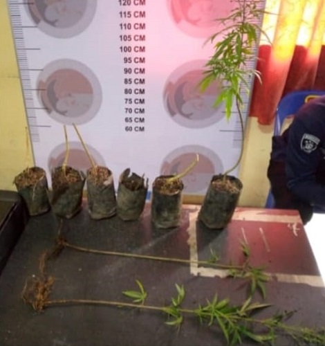 Polisi Bener Meriah Amankan Pekebun Kopi Tanam Ganja