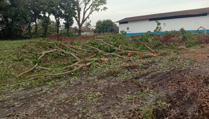 Penebangan Pohon Mahoni Di Balai UPUBKB Sesuai Mekanisme
