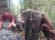 Ditemukan Celana Panjang 16 Km Di Tengah Belantara