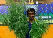 Tanam Ganja Di Pekarangan, Oknum Nelayan Digelandang Polisi