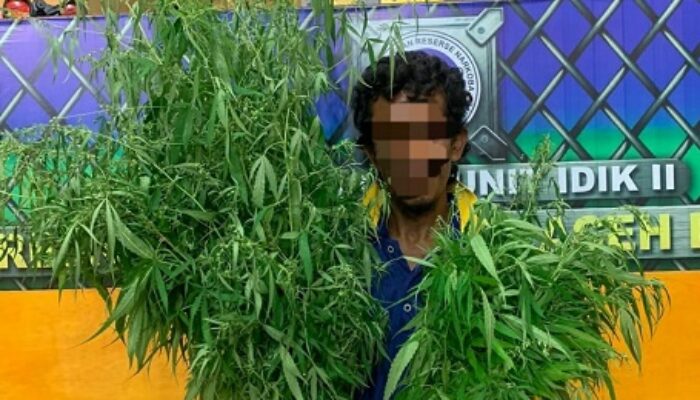 Tanam Ganja Di Pekarangan, Oknum Nelayan Digelandang Polisi