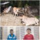 DUA pelaku pencurian lembu bersama barang bukti diamankan Polsek Besitang. Waspada/Ist
