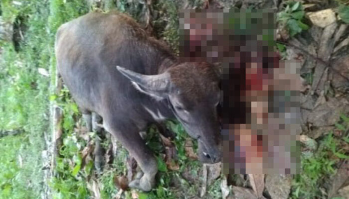 8 Sapi Dan Kerbau Mati Mendadak Di Madina