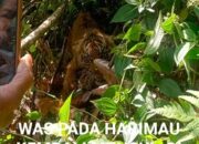 Harimau Kembali Resahkan Warga Agara