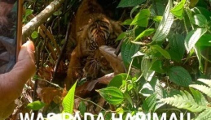 Harimau Kembali Resahkan Warga Agara