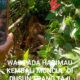 Harimau yang menampakan diri kembali resahkan warga. Waspada/Ist