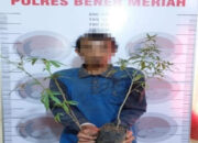 Polisi Bener Meriah Amankan Pekebun Kopi Tanam Ganja