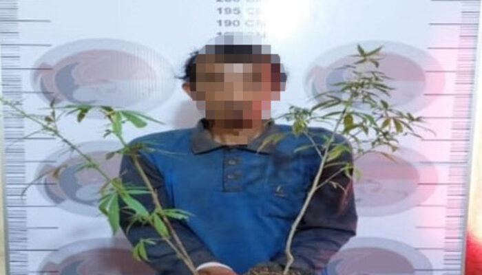 Polisi Bener Meriah Amankan Pekebun Kopi Tanam Ganja