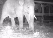 50 Ekor Gajah Mengamuk Di Pidie