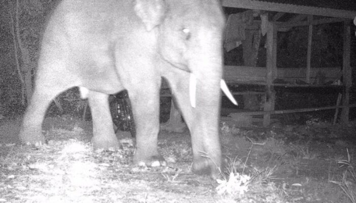 50 Ekor Gajah Mengamuk Di Pidie