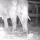 Kawanan gajah liar sumatera menyerang dan mengobrak abrik rumah serta perkebunan warga Mila, Kabupaten Pidie di malam hari, Rabu (18/1) Waspada/ist