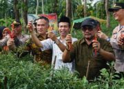 Pj Wali Kota Langsa Panen Cabai Merah 4 Ton