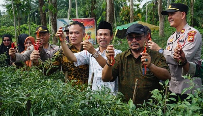 Pj Wali Kota Langsa Panen Cabai Merah 4 Ton