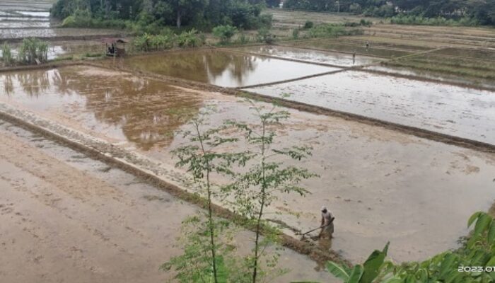 Musim Tanam Rendengan 2023 Di Abdya Ditargetkan Maret